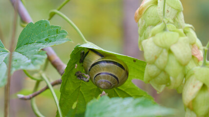 A grove snail on a hop leaf