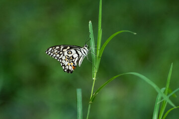 Lime butterfly on grass