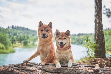 
two dogs of the Shiba Inu breed stands against the background of a beautiful landscape near a lake with blue water