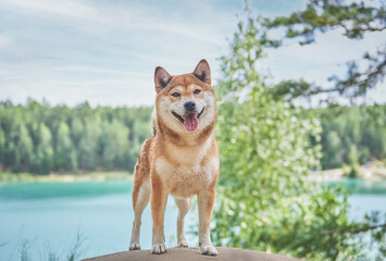 A dog of the Shiba Inu breed stands against the background of a beautiful landscape near a lake with blue water