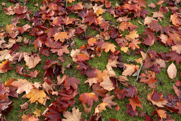 沢山のもみじが落ちていた場所