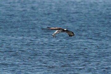 Fototapeta na wymiar osprey in the sky