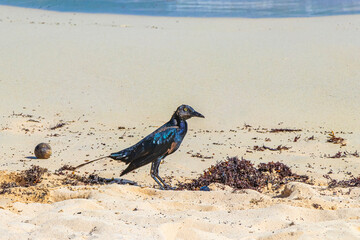 Great-Tailed Grackle bird is eating sargazo on beach Mexico.