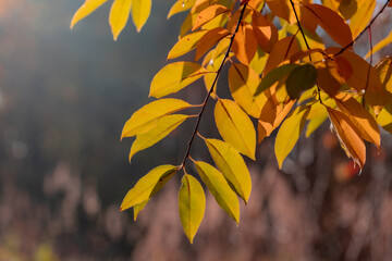Fototapeta na wymiar Piękne jesienne liście w blasku słońca