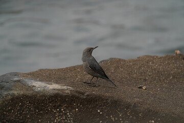 blue rock thrush on the rock