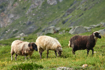 Naklejka premium sheep in the Elbrus region