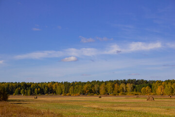 Fototapeta premium Autumn overgrown field. Autumn landscape in the Urals. Shadrinsk city district. Kurgan region, Russia
