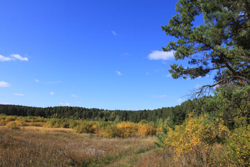 Autumn overgrown field. Autumn landscape in the Urals. Shadrinsk city district. Kurgan region, Russia