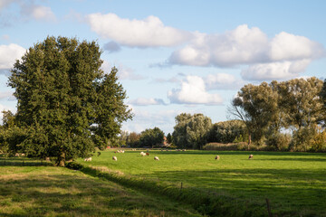 Fototapeta na wymiar Sheep graze in the meadow.