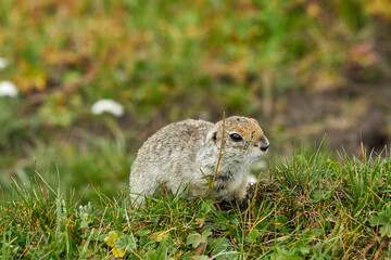 gopher