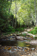 View of a crystal clear river in the middle of the forest, Vertical view