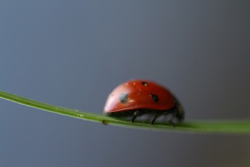 Ladybug on grass