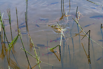 Dzika przyroda w Polsce