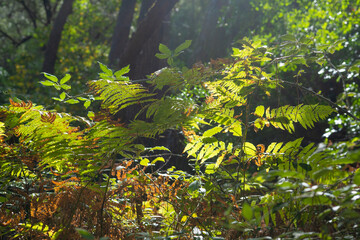 Green fern leaves in the middle of the forest illuminated by the sun's rays, horizontal view