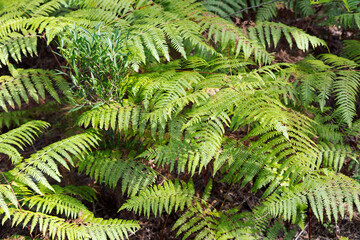 Green fern leaves in the middle of the forest