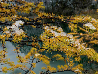 Fototapeta na wymiar Sparkling snow on pine tree branches