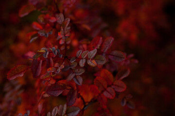 Photo of red autumn leaves on a wall, background. Nature concept