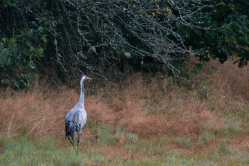 Dzika przyroda w Polsce © Michał Kurzątkowski