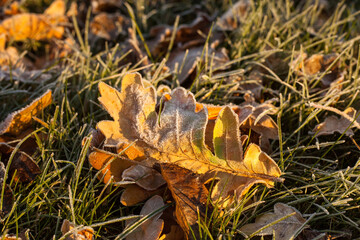 Photo of leaves fallen from a tree in dark green grass in dew. Nature concept