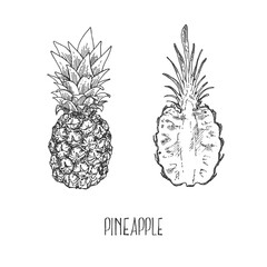 Hand drawn vector tropical pinapple exotic fruit