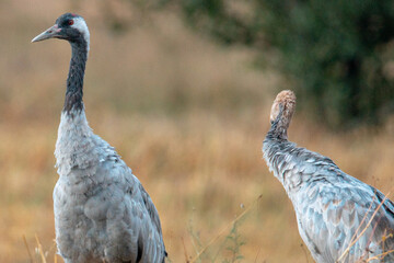 Dzika przyroda w Polsce © Michał Kurzątkowski