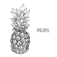 Hand drawn vector tropical pinapple exotic fruit