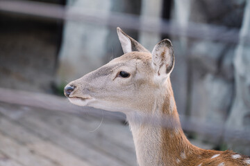 The side view of a deer.