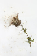 Flying seeds of dry thistle flower Carduus. Wild meadow plant Carduus acanthoides.