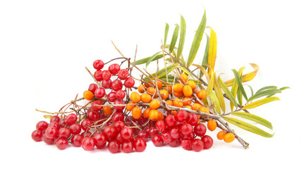 Pile of berries Viburnum and Hippophae, sea buckthorn isolated on white background. Branches and leaves of autumn berries harvest, healthy food.