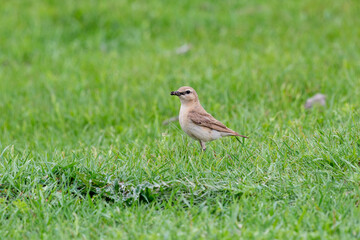 Northern wheatear sits on a grass. Close up