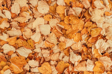 Top view of dry autumn leaves on the ground as fall season background