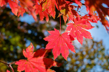 Abstraction. Red, autumn maple leaves in the sunlight.