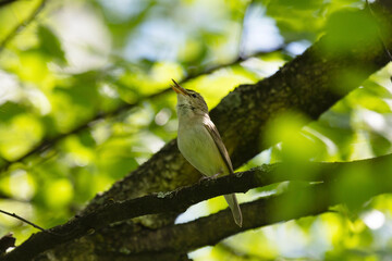 Blyth's reed warbler sits on a tree branch in spring