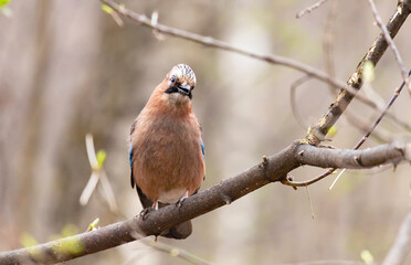 A jay sits on a tree branch. Close-up