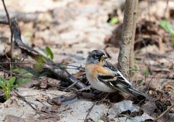 Brambling sits on a tree branch, close-up
