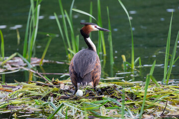 Great Crested Grebe near its nest