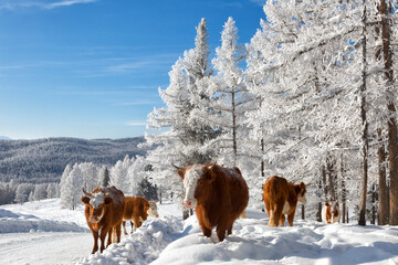 Cows in the winter , among the snowy trees. Altai Mountains, Russia