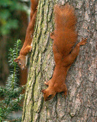 Dzika przyroda w Polsce © Michał Kurzątkowski