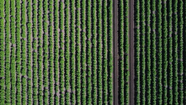 Potato field arable crop English 