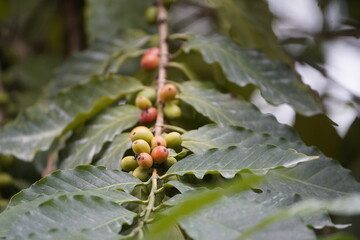 Coffee tree with fruits, Coffea arabica 