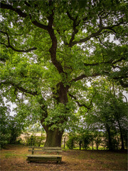 Bank unter einer Eiche