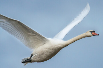 Dzika przyroda w Polsce © Michał Kurzątkowski
