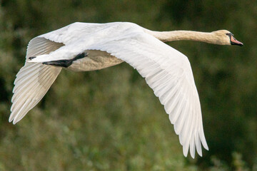 Dzika przyroda w Polsce © Michał Kurzątkowski