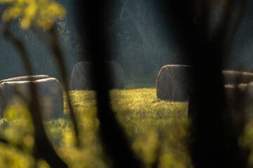 Dzika przyroda w Polsce © Michał Kurzątkowski