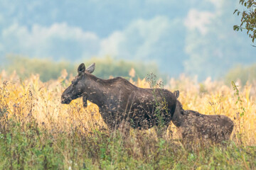 Dzika przyroda w Polsce © Michał Kurzątkowski