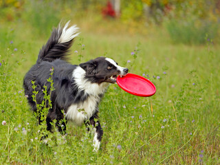 playful border collie dog with toy running in summer green grass meadow.