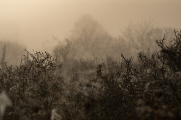 Dzika przyroda w Polsce © Michał Kurzątkowski