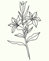 lily flower. Black outline of Branch with flowers and buds. Vector illustration. isolated on white background. Ornamental plant for design, decor, decoration and printing