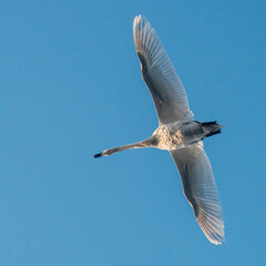 Dzika przyroda w Polsce © Michał Kurzątkowski