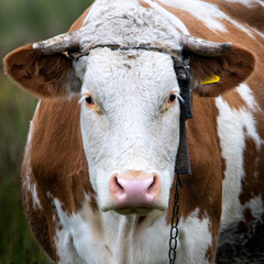 Dzika przyroda w Polsce © Michał Kurzątkowski